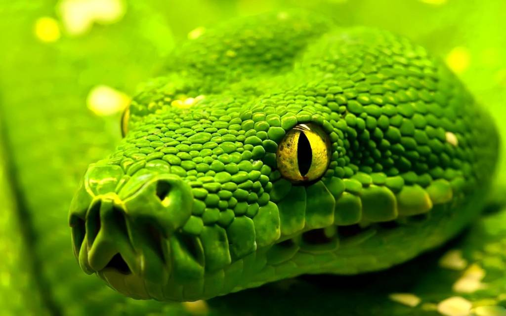 Erpetaprasinafidia
